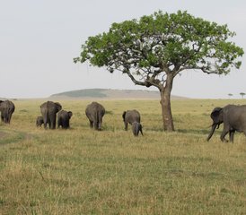 3 Tage Flug-Lodge-Safari (Hin- und Rückflug) zum Serengeti-Nationalpark und zum Ngorongoro-Krater in Tansania - Photo 4