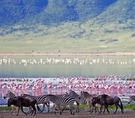 8 jours safari confort inoubliable au Kenya et en Tanzanie - Photo 4