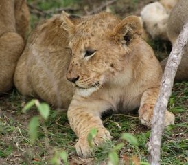 16 jours safari à Amboseli, au lac Nakuru et au Masai Mara, Kenya - Photo 1