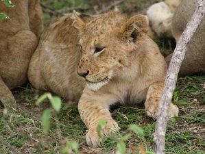 6 Day Safari in Amboseli, Lake Nakuru and Masai Mara in Kenya