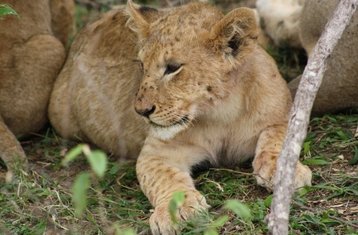 6 jours safari à Amboseli, au lac Nakuru et au Masai Mara, Kenya