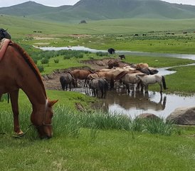 11 jours de randonnée et randonnée équestre en Mongolie - Photo 5