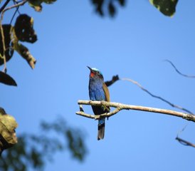 8 Tage Vogelbeobachtungstour in Kenia - Photo 3