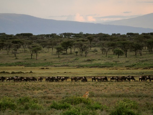 10 Day Great Migration Safari Tour in Tanzania - photo 4