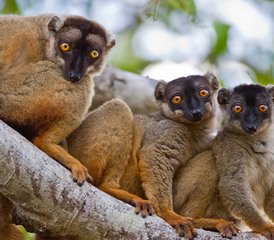 7-Daagse Lemur Safari Tour in Madagaskar - Photo 5
