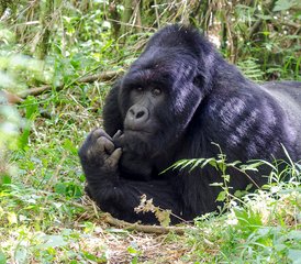 73 días de safari de trekking con gorilas en el Parque Nacional de Bwindi, Uganda - Photo 1