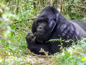 3 Days Gorilla Tracking Safari in Bwindi National Park, Uganda
