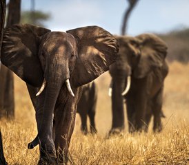 18 días de safari de lujo por los mejores lodges del norte de Tanzania - Photo 1