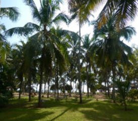 7 jours en retraite de yoga et d’ayurvéda au Kerala, Inde - Photo 3