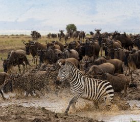 8-Daagse Migratie Majesteit Safari in Amboseli, Nakuru en Masai Mara, Kenia - Photo 5