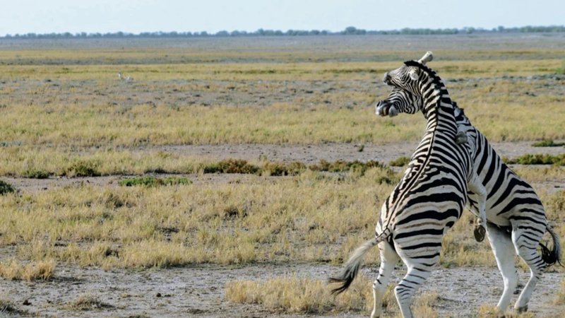 12 Tage Klassische Namibia Camping-Safari
