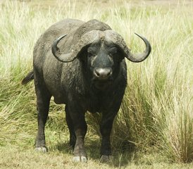 3 jours de safari économique dans le Masai Mara, Kenya - Photo 2