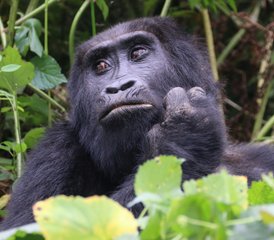 06 Tage Ugandische Safari mit Gorillas und Schimpansen in den Nationalparks Bwindi, Kibale und Queen Elizabeth - Photo 1
