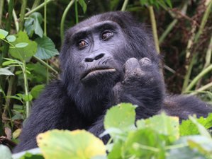 6 Day Ugandan Safari with Gorillas and Chimps