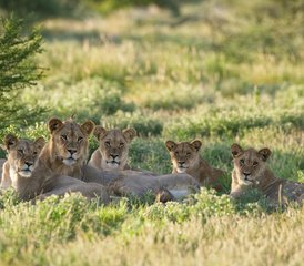 210 Tage Safari im Wildesten Norden Botswanas - Photo 1
