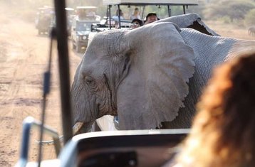 6 Day Northern Circuit Private Camping Safari in Tanzania