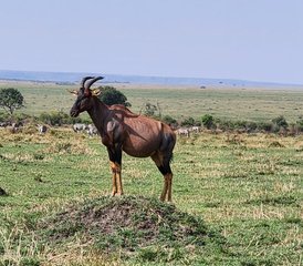 6 jours en stage de safari à Amboseli, au lac Nakuru et au Masai Mara, au Kenya - Photo 4