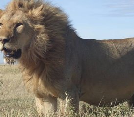 5 Tage Camping-Safari in Tansania: Erkundung des weltberühmten Serengeti-Nationalparks und des Ngorongoro-Kraters - Photo 3