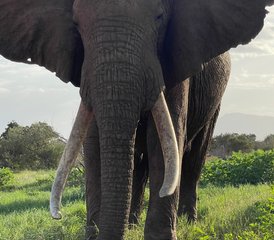 7 días de aventura de safari desde Masái Mara hasta Mombasa en Kenia - Photo 5