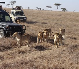43 Day Small Group Joining Safari in Masai Mara with Land Cruiser Jeep in Kenya - Photo 1