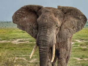 9 Day Magical Masai Mara, Lake Nakuru, Serengeti, and Ngorongoro Safari in Kenya and Tanzania