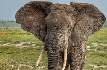 9 Tage Magische Masai Mara, Lake Nakuru, Serengeti und Ngorongoro Safari in Kenia und Tansania