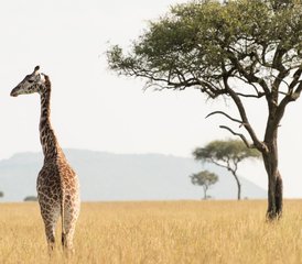 65 Días De Safari en Kenia en El Masai Mara, El Lago Nakuru Y El Lago Naivasha - Photo 1