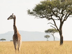 5 Day Kenya Safari at Masai Mara, Lake Nakuru, and Lake Naivasha