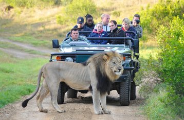 6 Tage Gnu-Migration Kenia Safari 