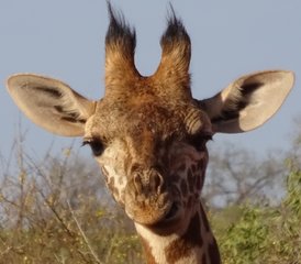 3 días de safari en Kenia en los parques nacionales de Tsavo Este y Amboseli - Photo 4