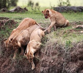 7 Day Best of Kenya Budget Group Safari - Photo 4