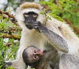 13 jours en stage de safari animalier et trekking gorilles en Ouganda - Photo 4