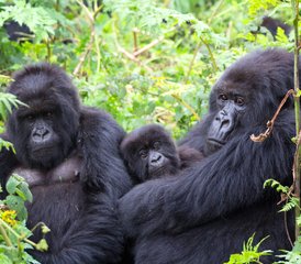 5 jours gorilles de montagne et safari avec détente au lac Bunyonyi, Ouganda - Photo 4