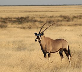 27 Day Southern Namibia Safari Adventure Camping Tour - Photo 1