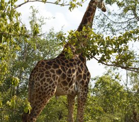 3 Tage Bestes vom Kruger Nationalpark: Klassische Big Five Safari in Südafrika - Photo 4