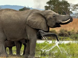 3 Day Budget-Friendly Tanzania Safari in Nyerere National Park