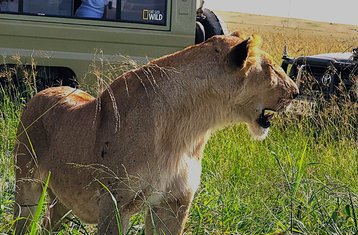 9-Daagse Onvergetelijke Kenia en Tanzania Tour Gedeelde Safari Ervaring
