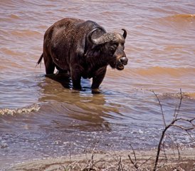5 Day Safari to Discover Tanzania's Wildlife Splendor - Photo 4