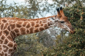 4 días de safari de lujo al Parque Nacional Kruger y la Ruta Panorama, Sudáfrica