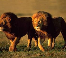 44 jours en stage de safari au Masai Mara et au parc national du lac Nakuru au Kenya - Photo 1