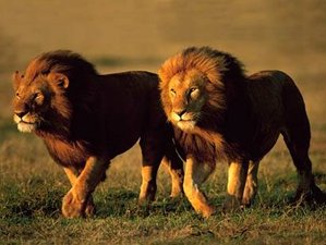 4 Day Safari in Masai Mara and Lake Nakuru National Park in Kenya