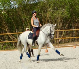 6 Days Intensive Dressage Holiday with Lusitano Horses in Alenquer, Centro Region, Portugal - Photo 2