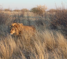 3-Daagse Spannende Safari in Moremi Game Reserve, Botswana - Photo 2