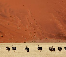 10 Tage Camping Safari im Norden Namibias, Damaraland, Küste und Sossusvlei - Photo 4