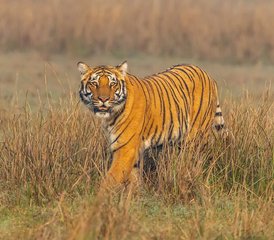12 Tage Luxus-Wildtiertour in Pench, Kanha und Bandhavgarh, Indien - Photo 5
