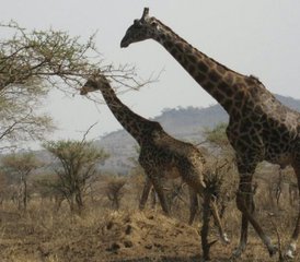 6 Tage Safari-Tour am Lake Manyara, Serengeti, Ngorongoro-Krater und Tarangire in Tansania - Photo 5