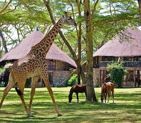 5-Daagse Kenia Safari Tour - Hell's Gate, Lake Naivasha, Lake Nakuru en Masai Mara - Photo 4