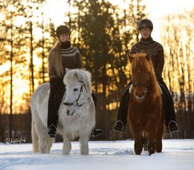 46 Tage Multi-Aktivitäten Winterreiturlaub in Svansele, Schwedisch-Lappland - Photo 1