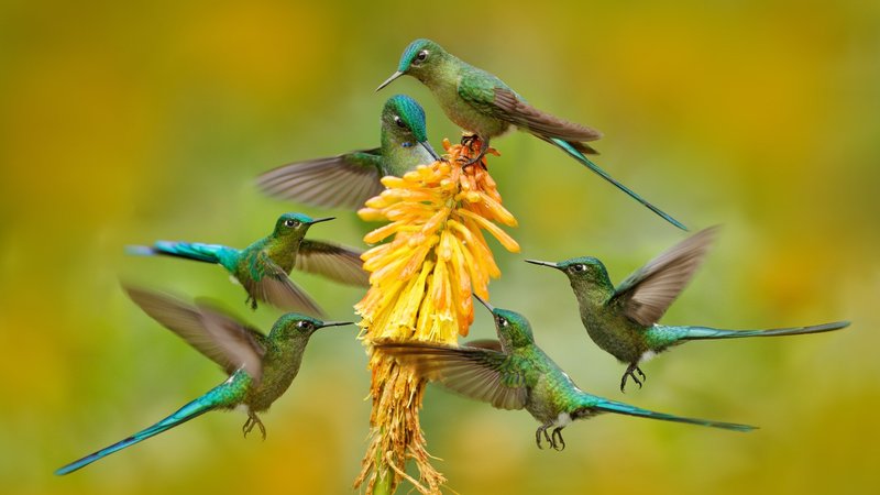 7 Day Birdwatching Tour in Ecuador