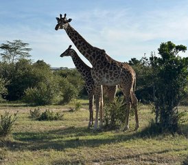 12 jours en stage de safari à Lake Nakuru, Masai Mara, Serengeti, Lake Manyara et plus au Kenya et en Tanzanie - Photo 3